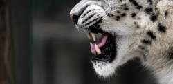 RRRRRrrrrrrrrrrrrrrr !