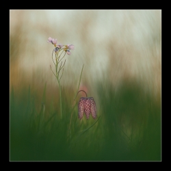 Cardamine et fritillaire