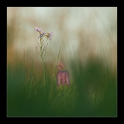 Cardamine et fritillaire