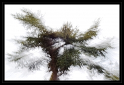 la psychologie de l'arbre