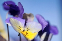 le printemps arriverait-il?