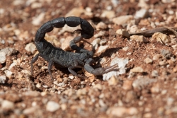 hottentotta judaicus