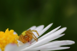 Araniella cucurbitina ...poilue !