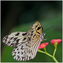 Papillon (3)