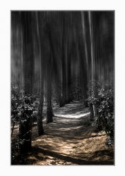 Promenons nous dans les bois...
