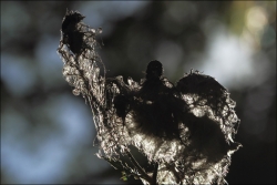 La sorcière des bois....