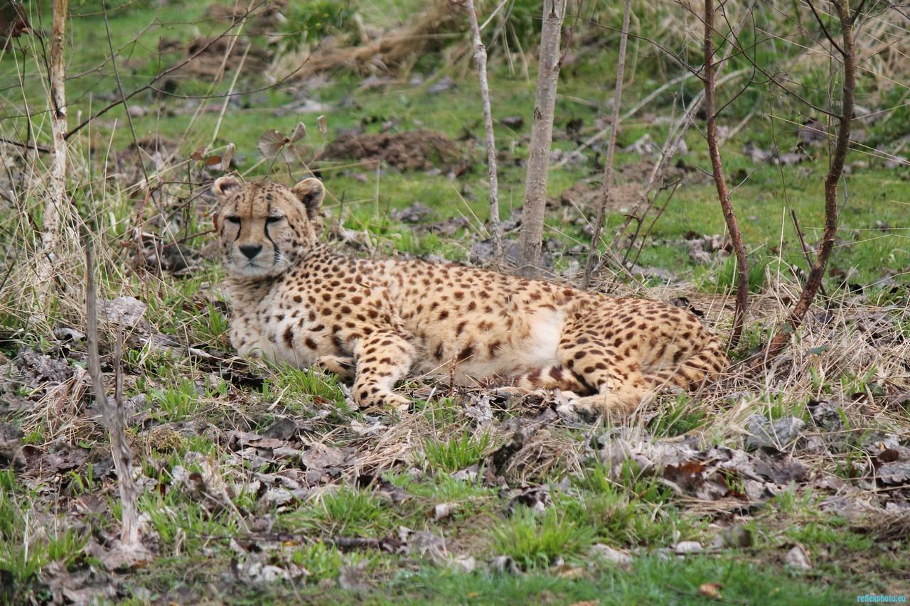camouflage