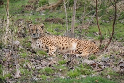 camouflage