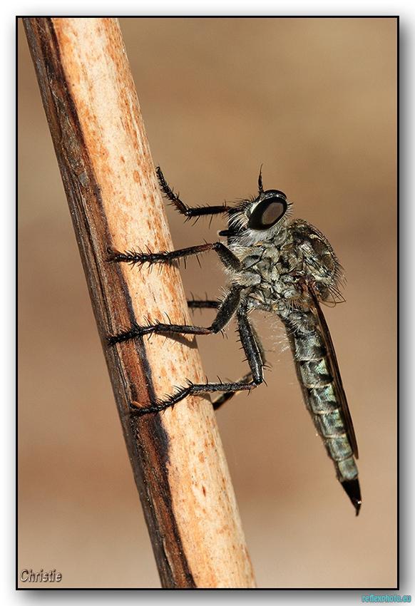 Mouche à moustache!