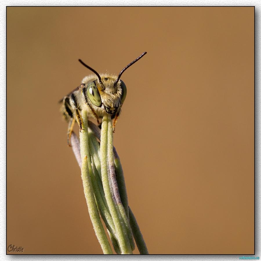 une abeille endormie!