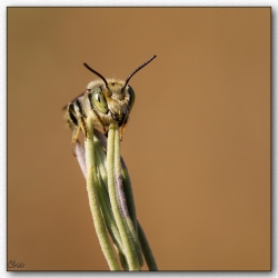une abeille endormie!