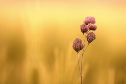 A fleur de champs