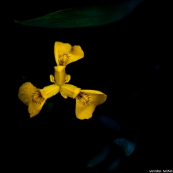 Rayonnement floral