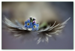 Fleur bleue