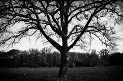 La leçon de l'arbre