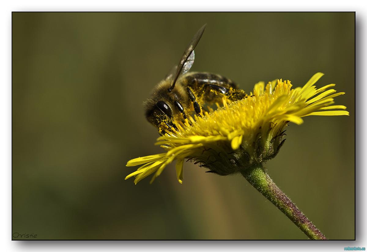 Bain de pollen.