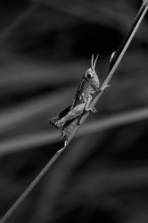 insecte orthoptère
