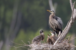 Famille de grand héron