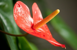 une plante rouge dans le salon