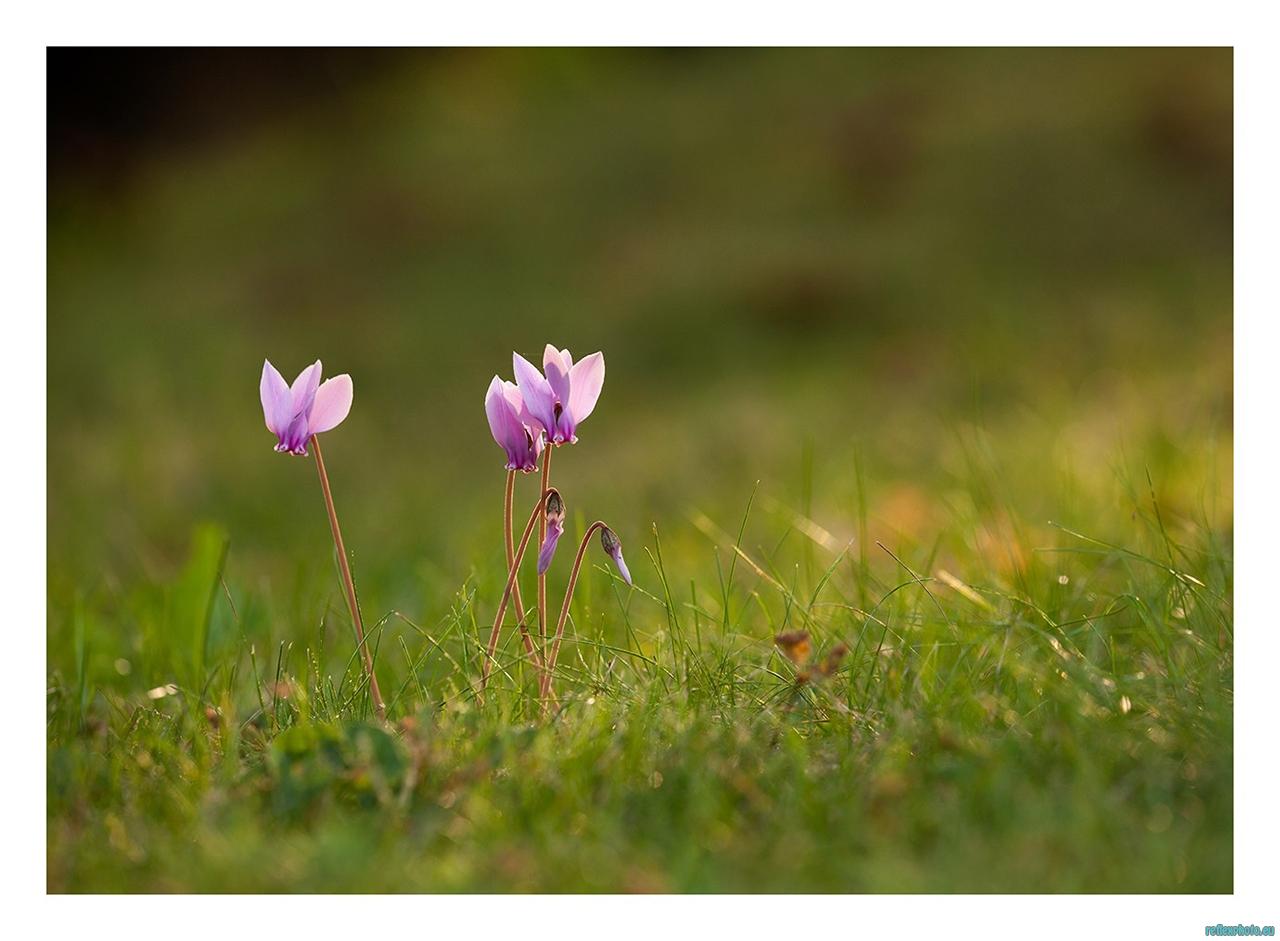Cyclamens