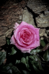 Mme la rose