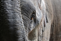 l oeil de l'elephant thai