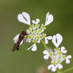Syrphe