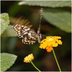 Papillon (5)