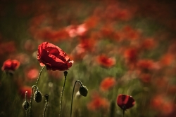 Champs de pavots