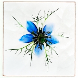 Nigella