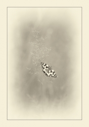 Melanargia galathea .... suite