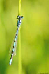 Agrion porte coupe Enallagma cyathigerum