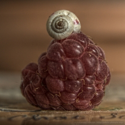 L'escargot et la framboise