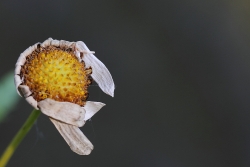 Les adieux de Marguerite