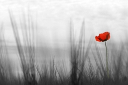 gentil coquelicot