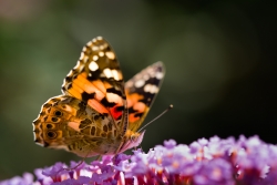 Papillon