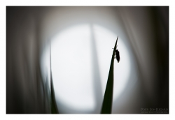Bzzzziiittt mélancolique