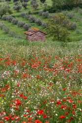 La petite maison aux coquelicots (x2)