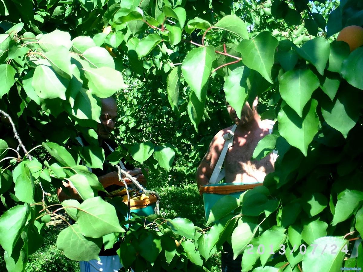 dans les arbres fruitiers