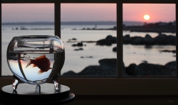 Dans les prisons de verre