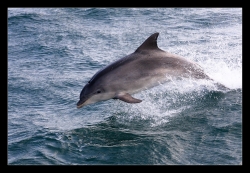 les dauphins de la Baie du Mont Saint-Michel