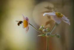 nectar drive..