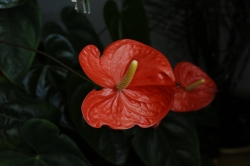 plante de salon