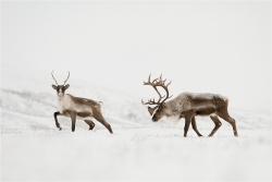 Caribous
