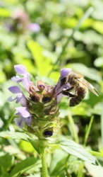Abeille