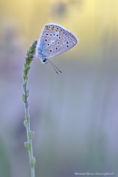 Azurément doux