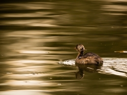 Sur un lac ... d'huile