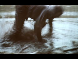 Animal.. on est mal..