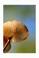 Zobi sous son parasol
