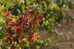 Début d'automne
